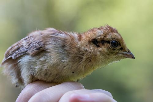 Haselhuhn (Jungvogel)