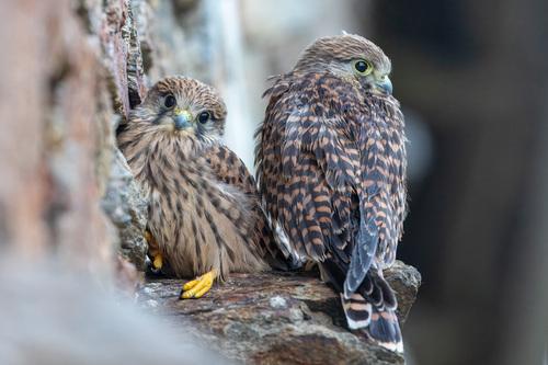 Turmfalke (Jungvogel)
