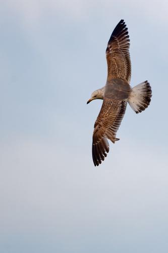 Armenienmöwe (Jungvogel)