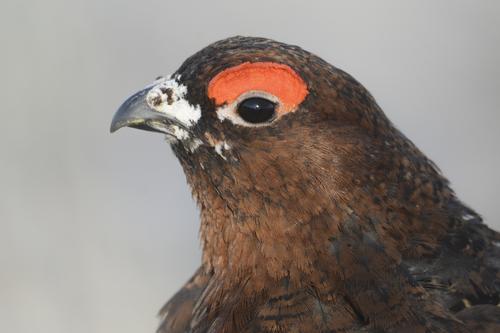 Moorschneehuhn (Männchen)