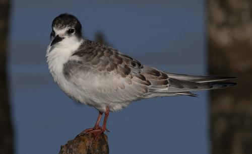 Weißbart-Seeschwalbe (Jungvogel)
