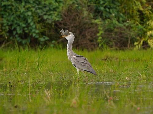 Graureiher (Jungvogel)