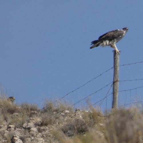 Habichtsadler