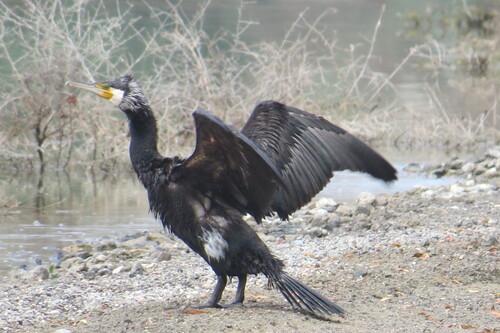 Kormoran (Jungvogel)