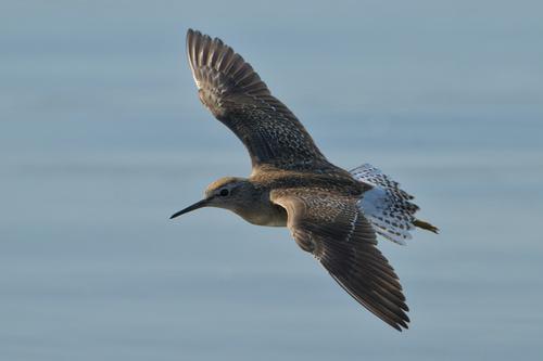 Bruchwasserläufer