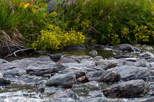 Wasseramsel (Jungvogel)