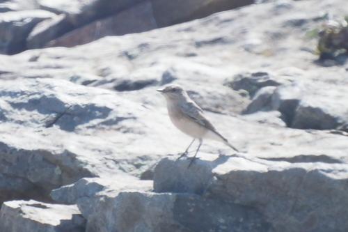 Nonnensteinschmätzer (Jungvogel)