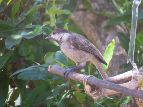 Balkanmeise (Jungvogel)