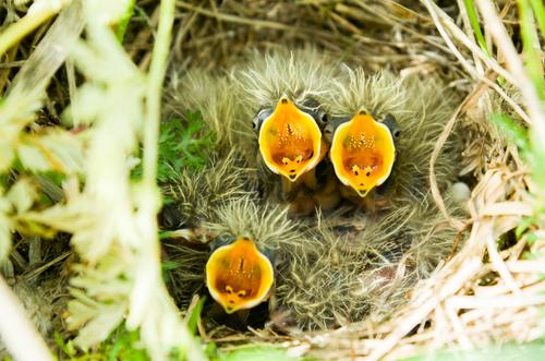 Feldlerche (Jungvogel)