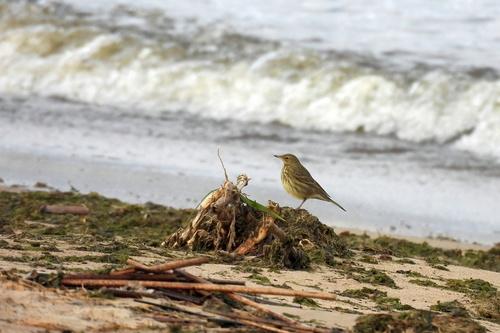 Strandpieper