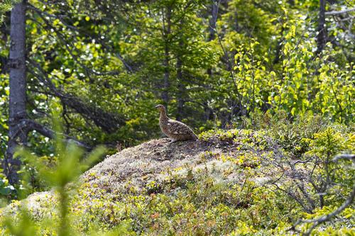 Moorschneehuhn