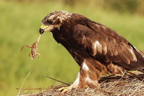 Wespenbussard (Jungvogel)
