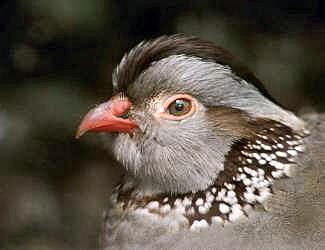 Felsenhuhn
