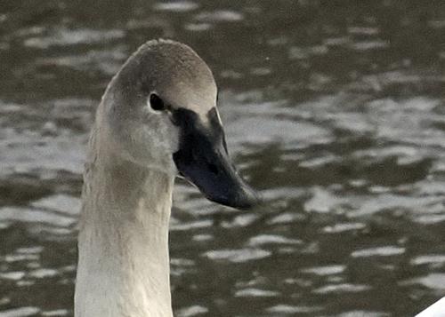 Zwergschwan (Jungvogel)