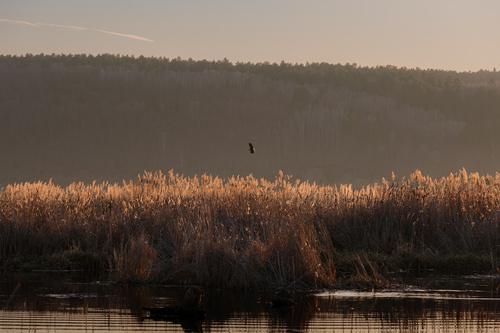 Seeadler