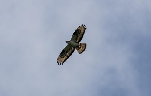 Wespenbussard