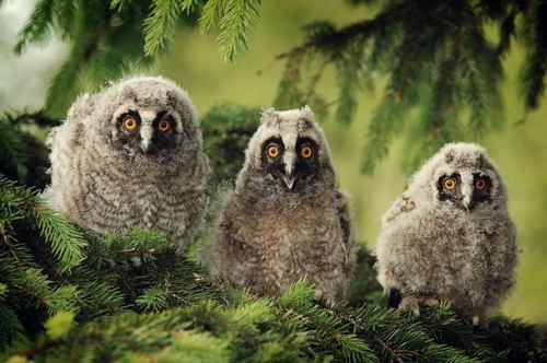 Waldohreule (Jungvogel)