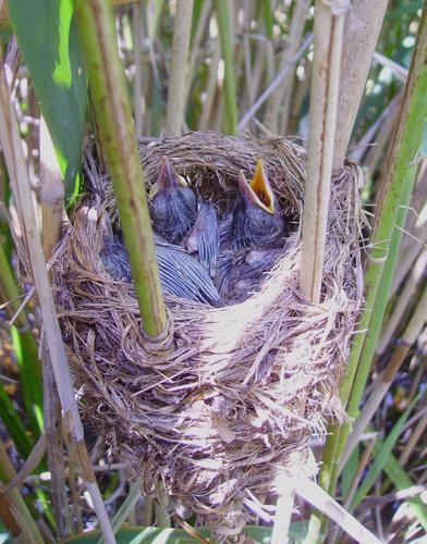 Drosselrohrsänger (Jungvogel)