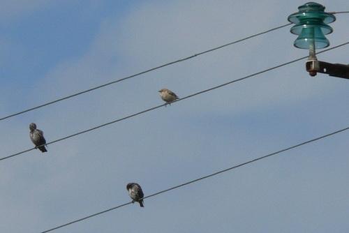 Rosenstar (Jungvogel)