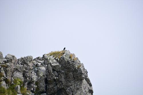 Alpendohle