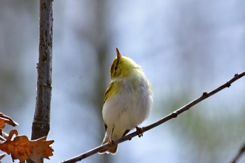 Waldlaubsänger