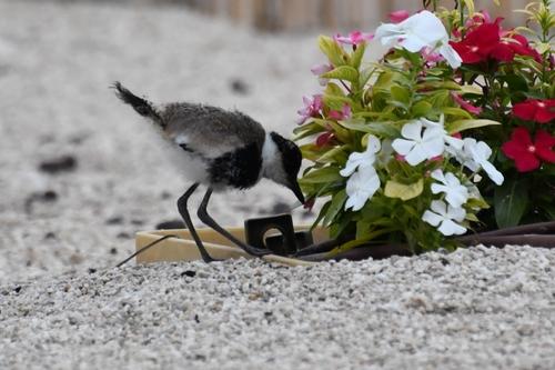 Spornkiebitz (Jungvogel)
