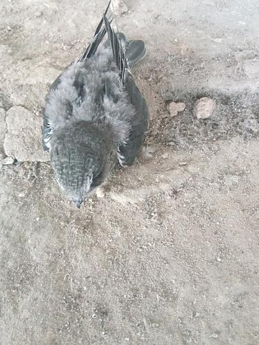 Haussegler (Jungvogel)