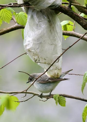 Halbringschnäpper