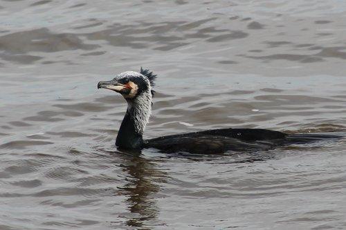 Kormoran