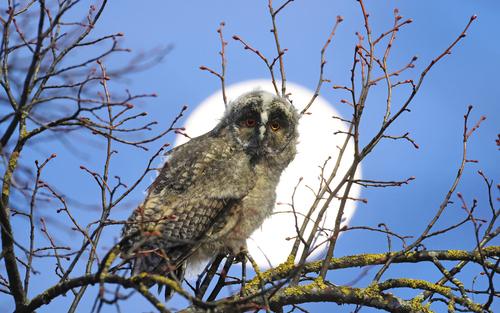 Waldohreule (Jungvogel)