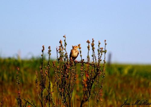 Grauammer (Jungvogel)