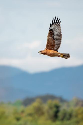 Habichtsadler (Jungvogel)