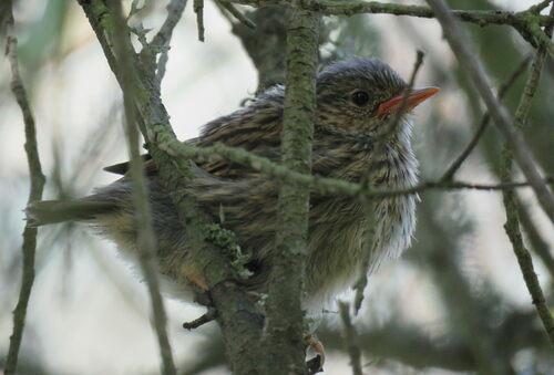 Heckenbraunelle (Jungvogel)