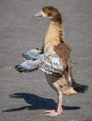 Nilgans (Jungvogel)