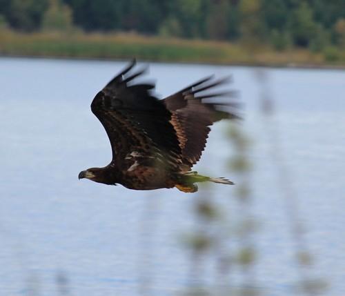 Seeadler (Jungvogel)