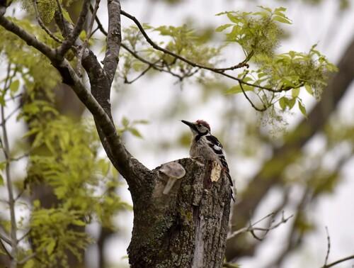 Weißrückenspecht (Jungvogel)