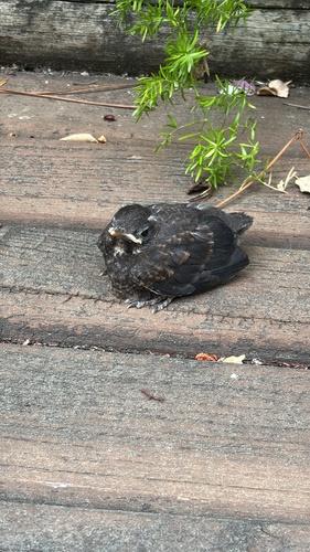 Amsel (Jungvogel)