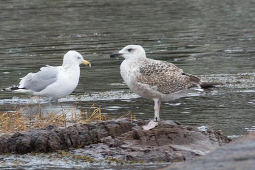 Mantelmöwe (Jungvogel)