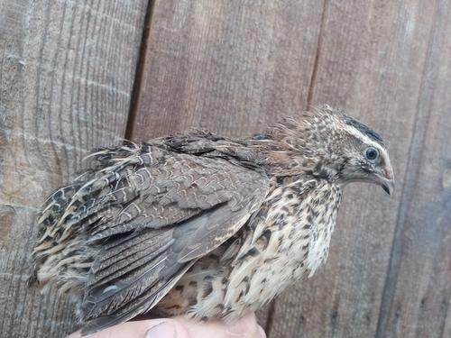 Wachtel (Jungvogel)