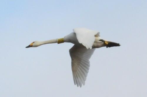 Zwergschwan