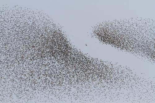 Würgfalke (Jungvogel)