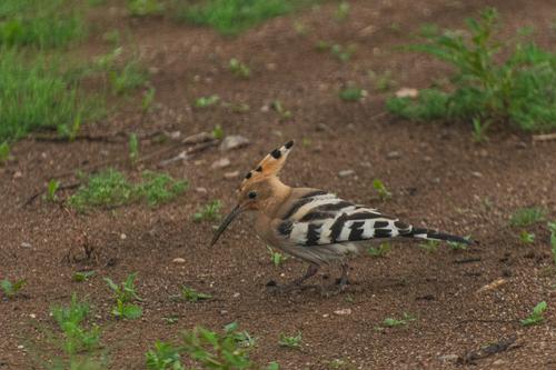 Wiedehopf (Jungvogel)