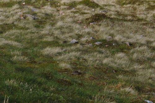 Alpenschneehuhn (Jungvogel)