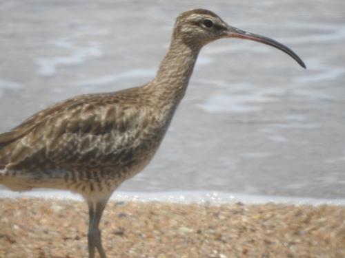 Regenbrachvogel (Jungvogel)