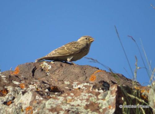 Steinsperling (Jungvogel)