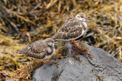Steinwälzer (Jungvogel)