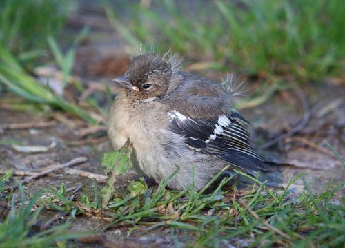 Buchfink (Jungvogel)