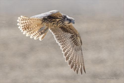 Würgfalke (Jungvogel)