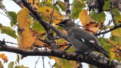 Seidenschwanz (Jungvogel)