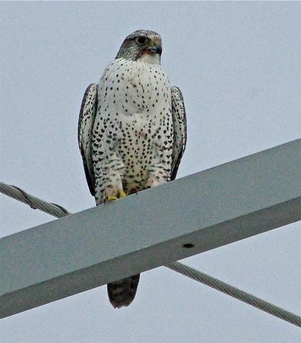 Gerfalke (Weibchen)